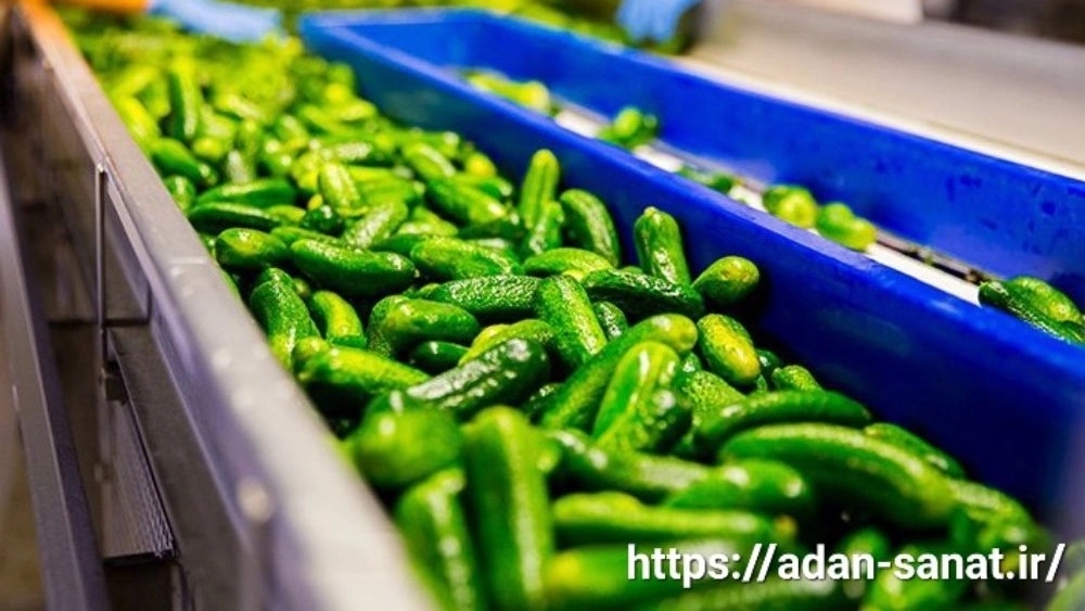 Production of high quality cucumber at Adan Sanat Shiraz Company
