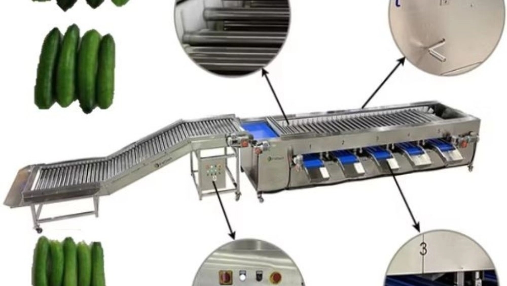Cucumber grading machine; Advanced innovation in pickle industry and pickle production
