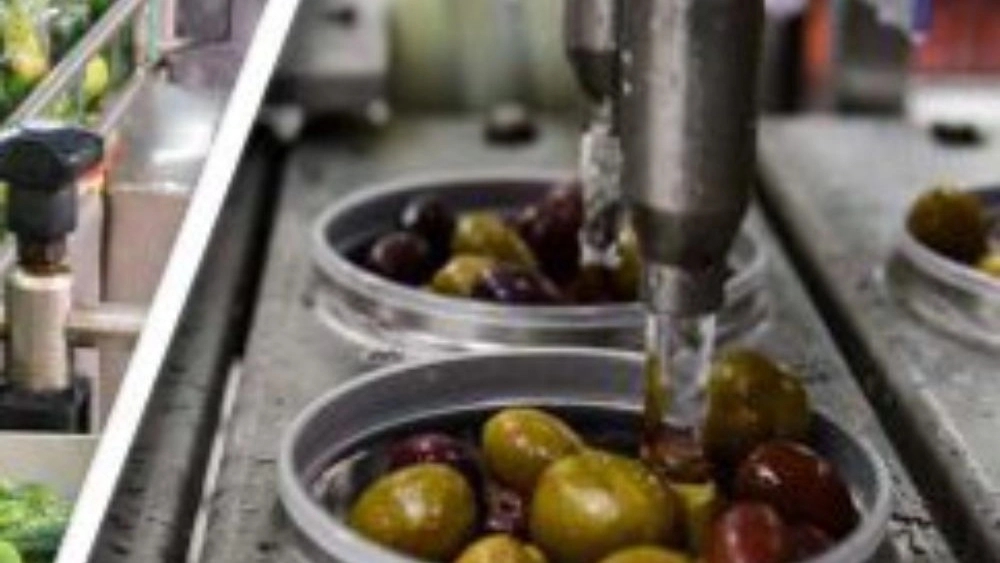 olive lifter in industrial production lines; Increasing productivity and processing quality olive lifter in industrial production lines; Increasing productivity and processing quality